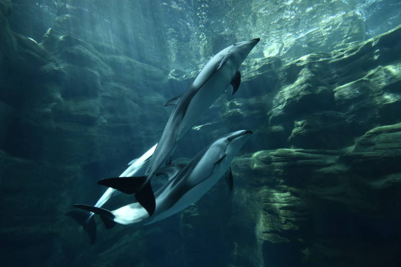 海遊館 Japan View