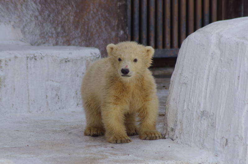 大阪市天王寺動物園 Japan View
