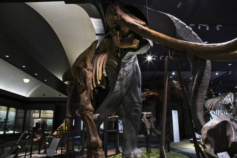 半身半骨の太古の巨大ゾウが出迎えるA展示室