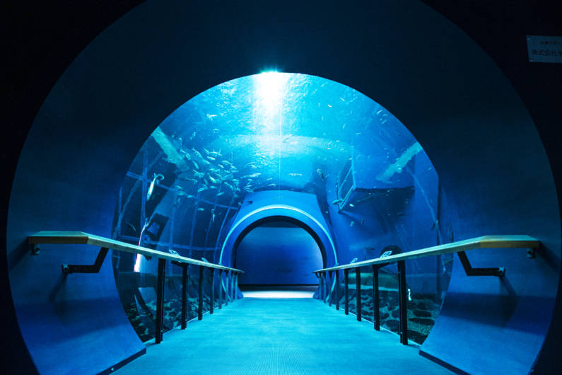 琵琶湖の水中世界へと導くトンネル水槽