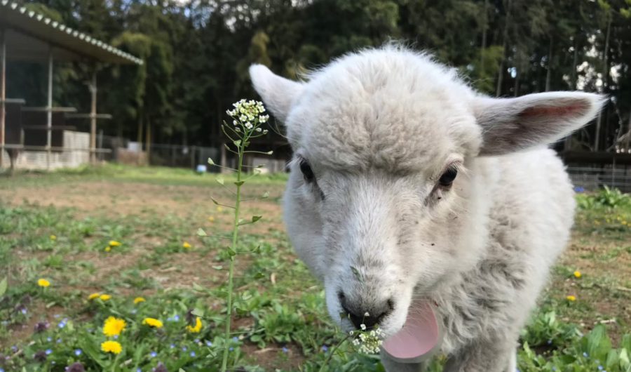 ヒツジ