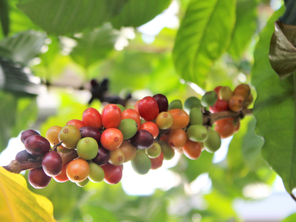 Pohon kopi arabika