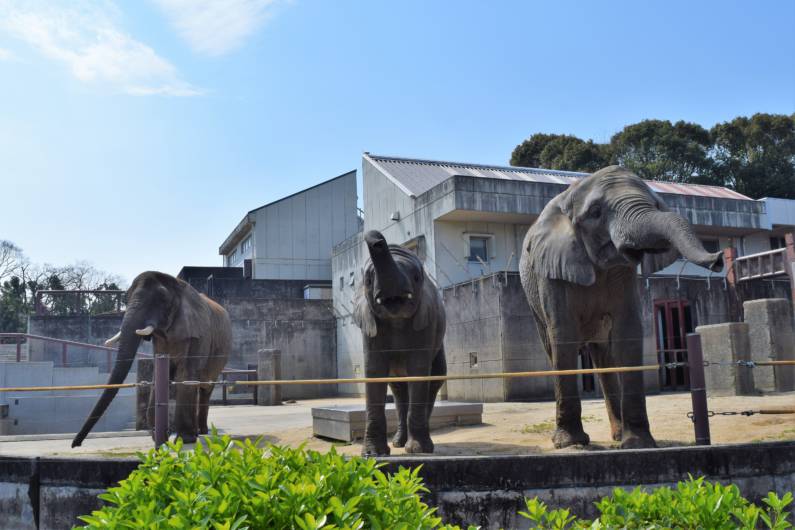 アフリカゾウ <br>提供:愛媛県立とべ動物園