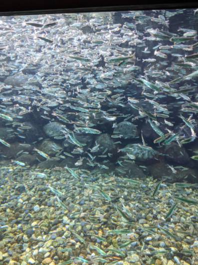 人工河川鮭稚魚