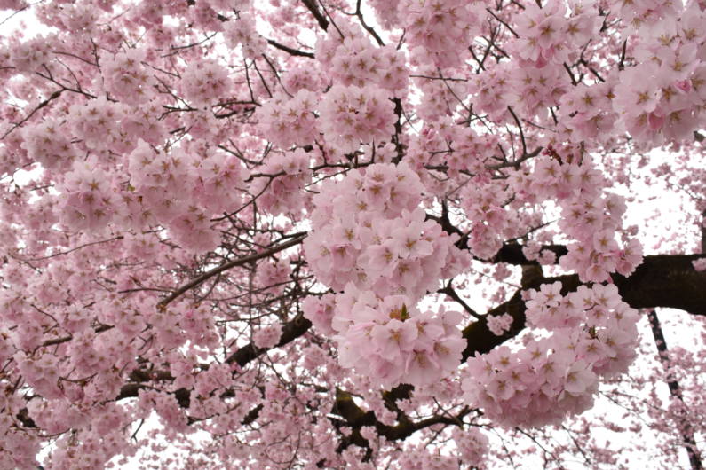 桜2
