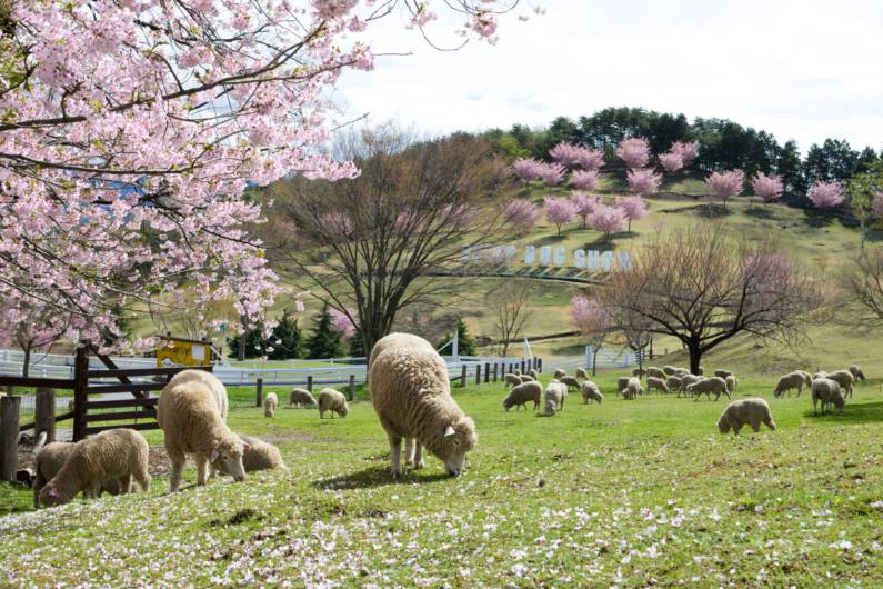 桜と羊