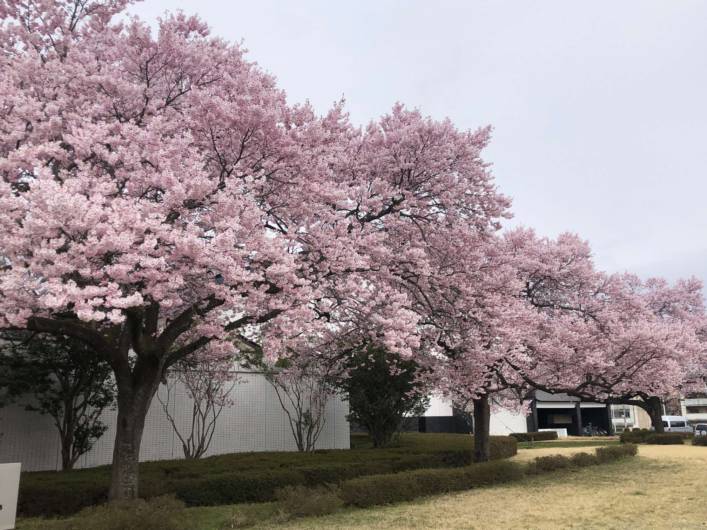 Pohon Sakura 1