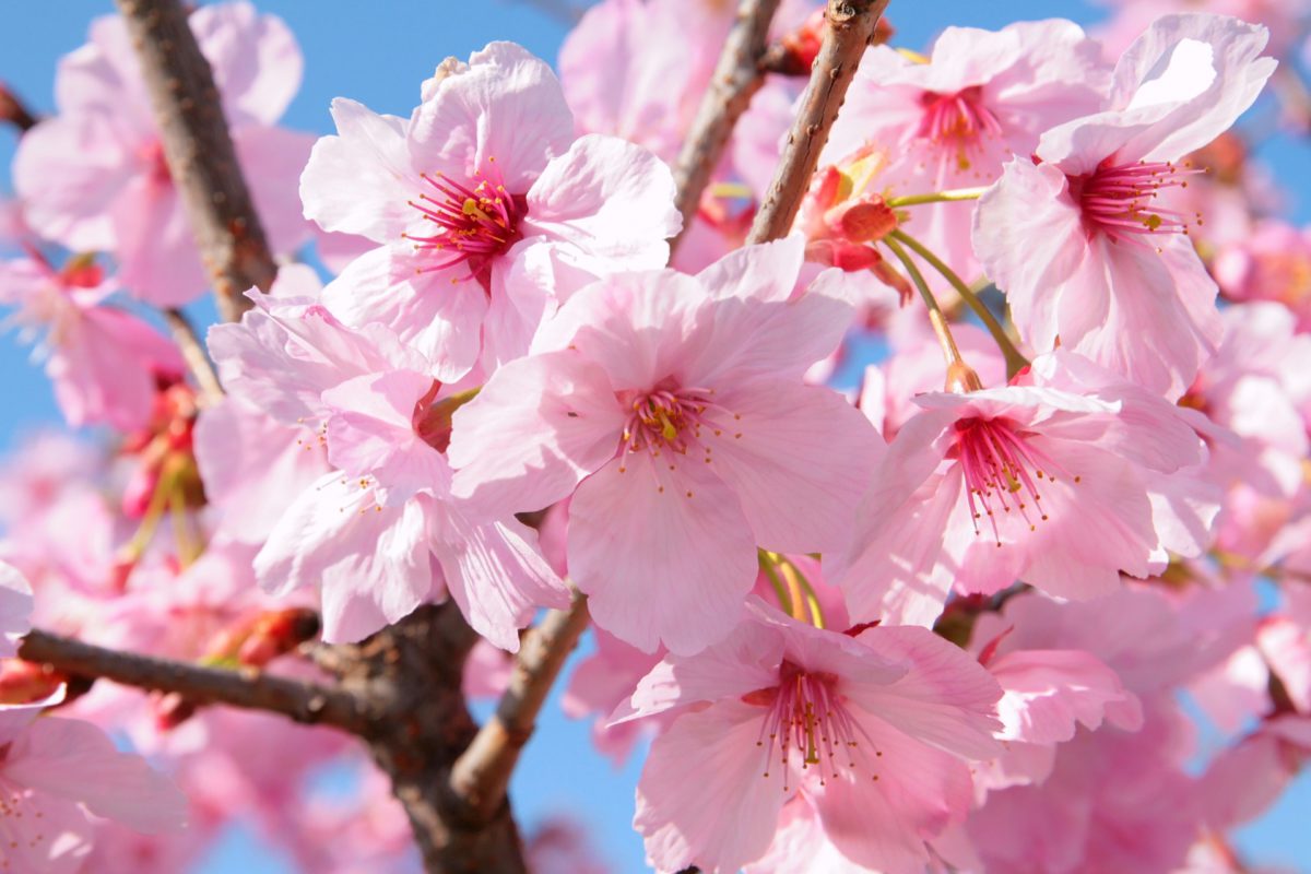 Cherry Blossom | Photo by: ChocoLatte