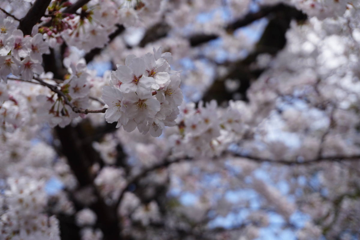 春の名所！上野公園の『桜』