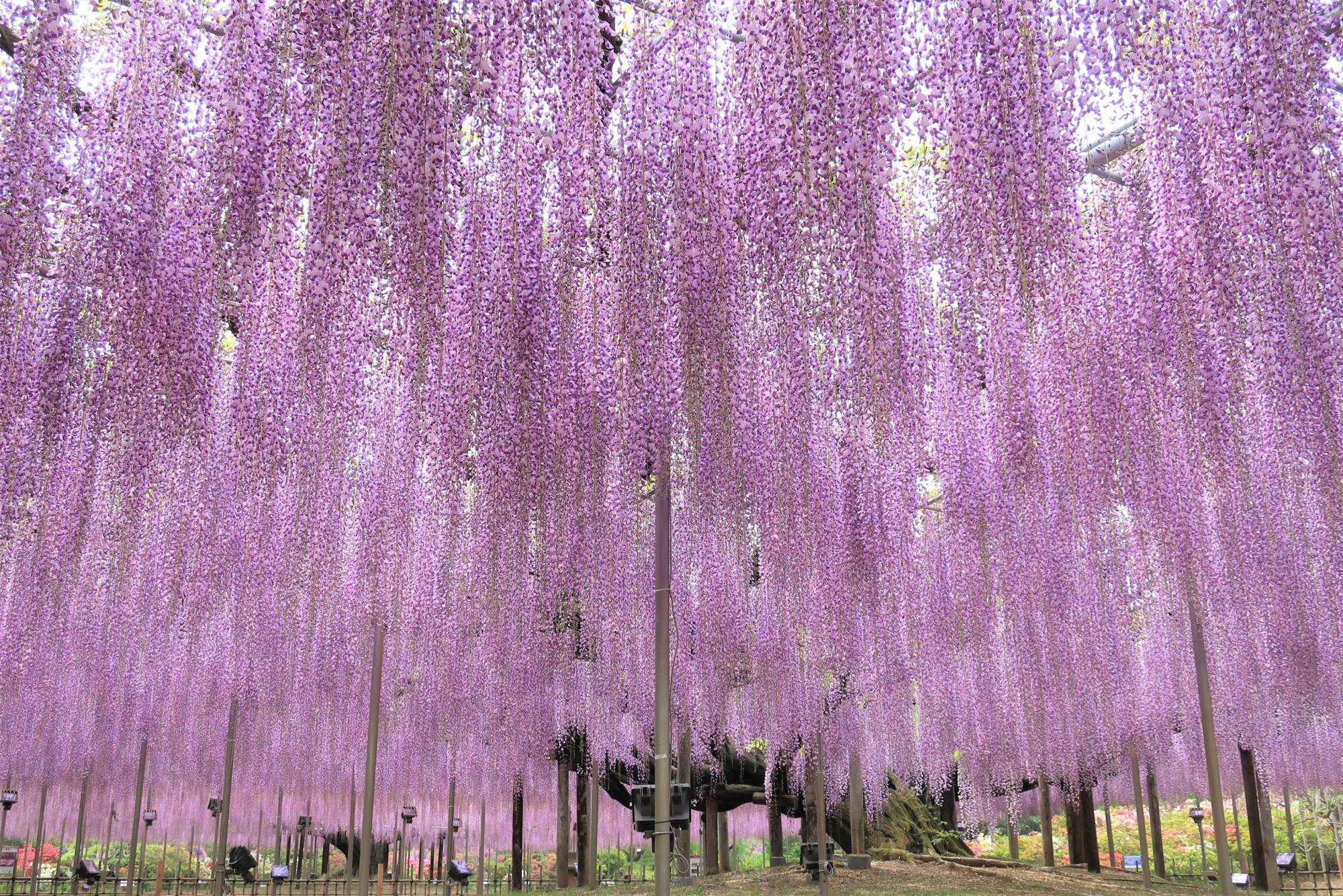 Mekarnya Wisteria Di Taman Bunga Ashikaga Japan View