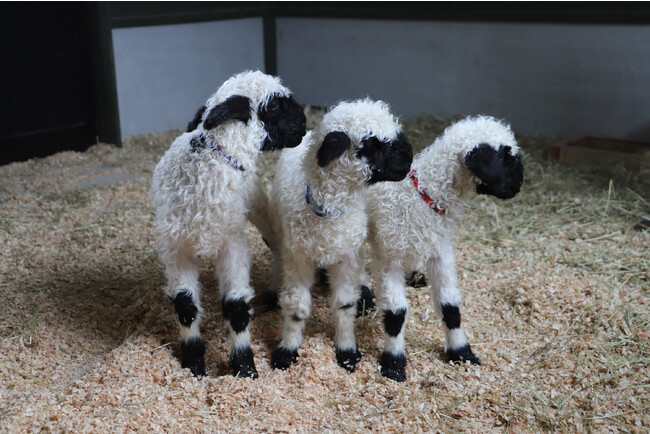 3 Bayi Domba Tergemas Sedunia Hadir di Kota Maibara, Prefektur Shiga