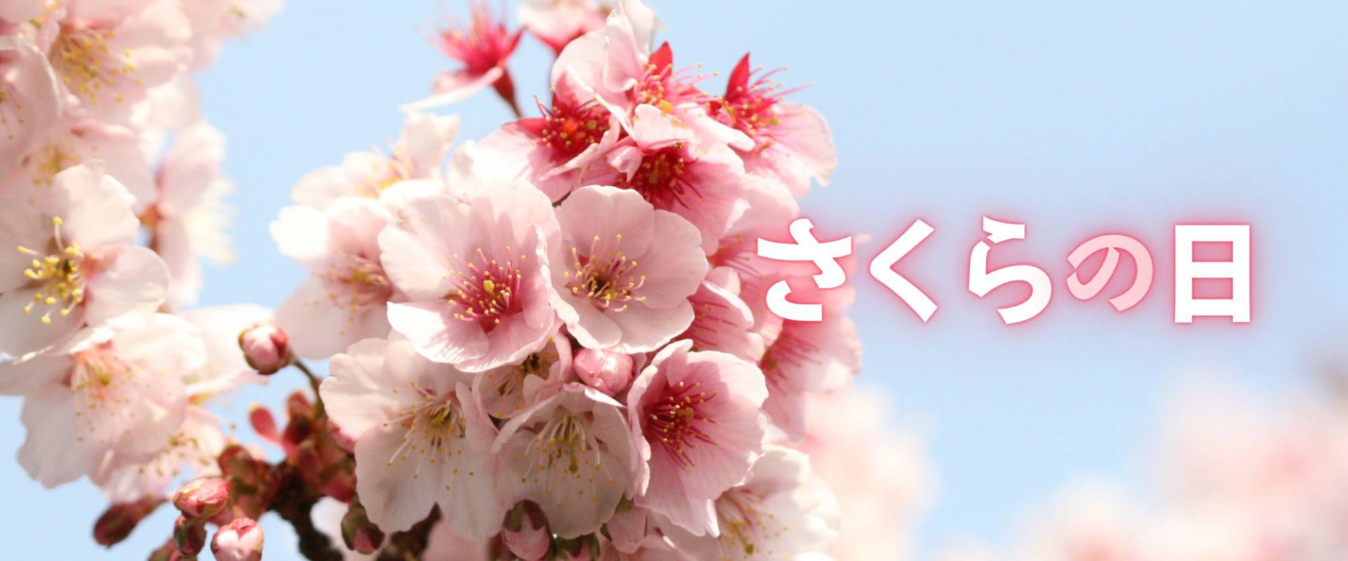 “Hari Sakura” Tiap 27 Maret di Jepang