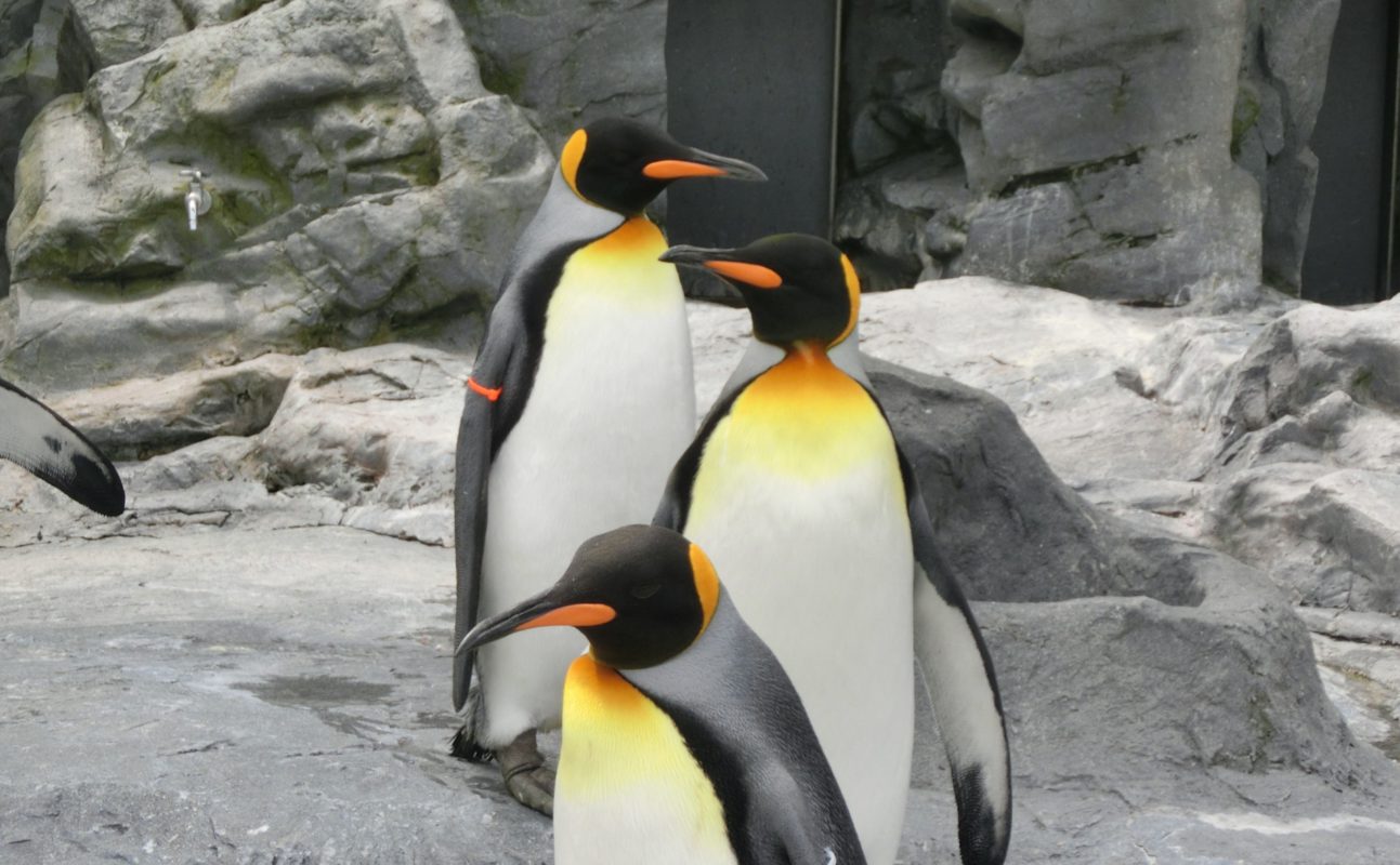 World Penguin Day - Penguin | Photo by: すまりん (PhotoAC)
