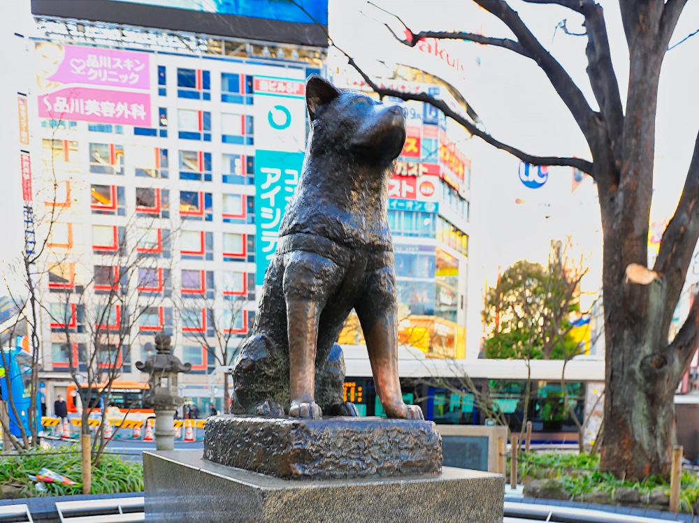 Hachiko, Si Anjing Akita yang Jadi Ikon Khas Shibuya