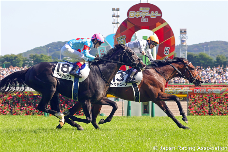 Japanese Dervy - Do Douce | Photo by: Racing and Sports