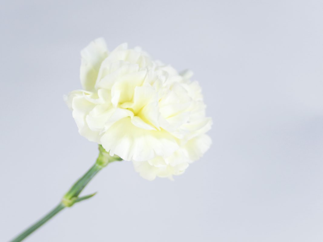 White Carnation | Photo by: chyako (PhotoAC)