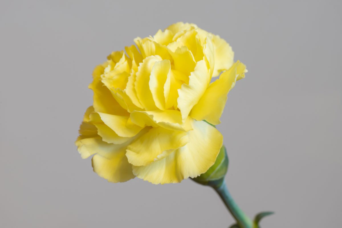 Yellow Carnation | Photo by: 喜八 (PhotoAC)