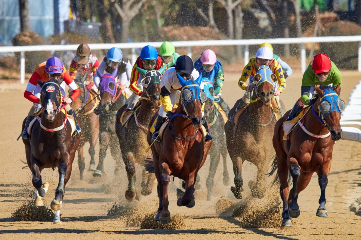 horse race 「競馬の日」 | Photo: Mathew Schwartz (Unsplash)