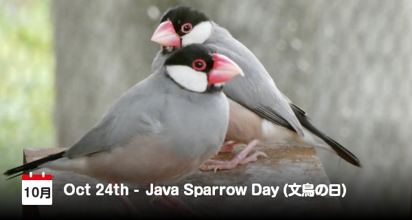 24 Oktober, Hari Burung Pipit di Jepang