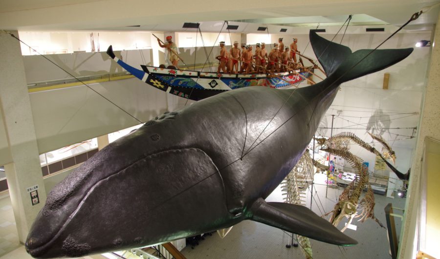 セミクジラ実物大模型　©太地町立くじらの博物館