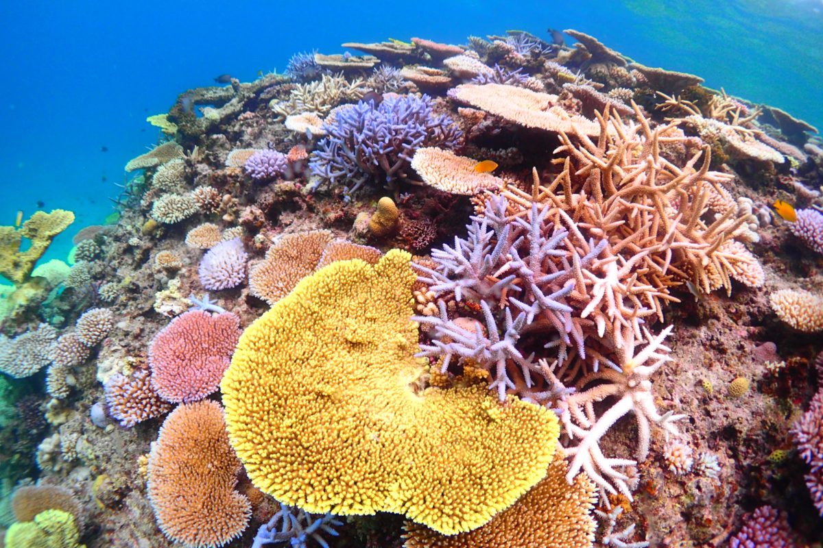 coral サンゴの日 | Photo: Taketaketake (PhotoAC)