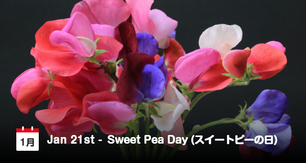 Jepang peringati Hari Bunga Sweet Pea pada 21 Januari